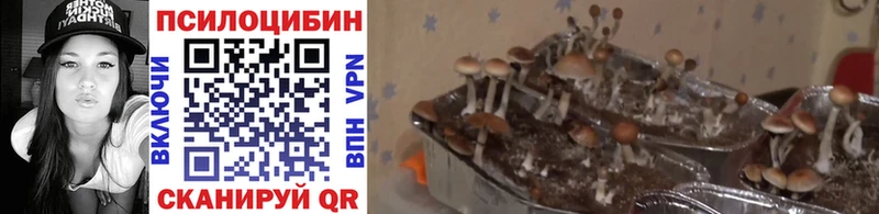 hydra ТОР  Ачинск  Псилоцибиновые грибы Cubensis 